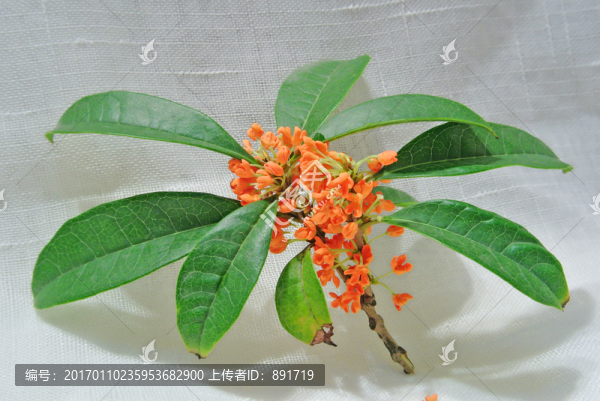 桂花素材,桂花特寫(xiě)