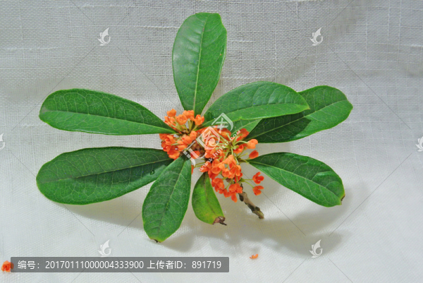 桂花素材,桂花特寫