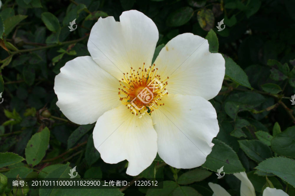 野玫瑰