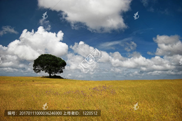 金色的草地