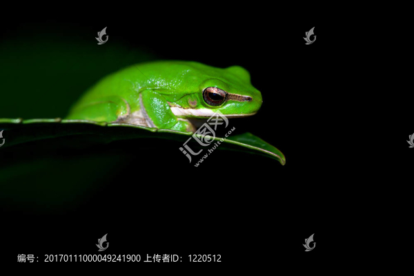 小青蛙