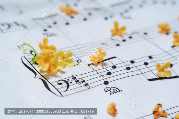 桂花素材,桂花特寫