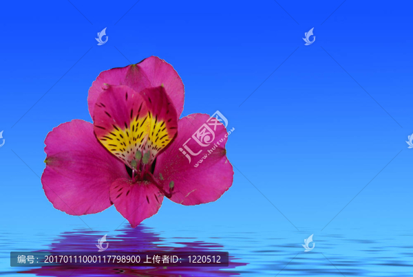 粉紅蘭花