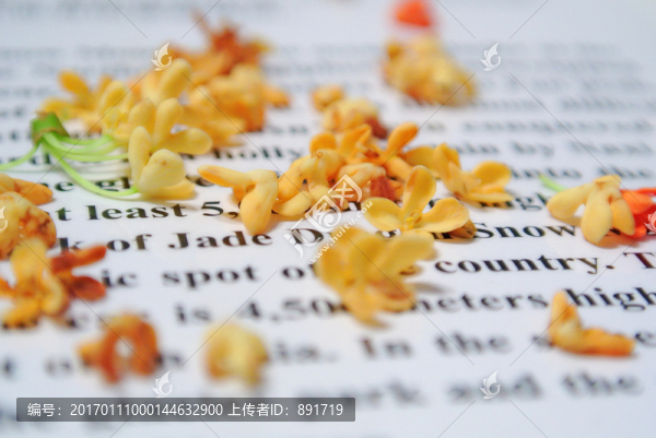 桂花素材,桂花特寫