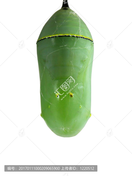 蛹