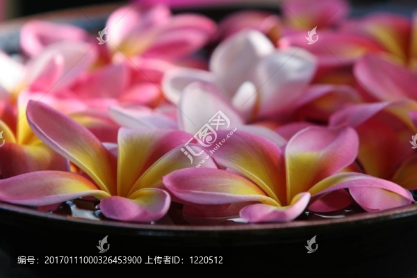 雞蛋花的碗