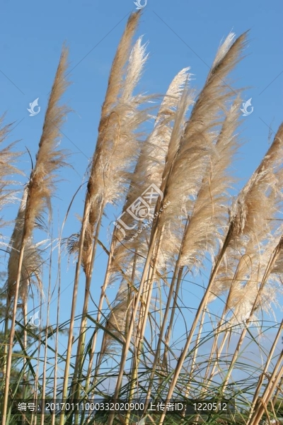 沙丘草