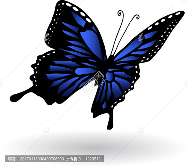 蝴蝶-匯圖網(wǎng) www.fosd68.com 蝴蝶