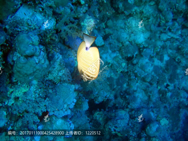 熱帶魚