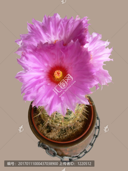 仙人掌上的三朵花