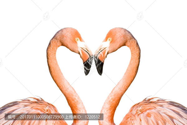 兩個粉紅色的火烈鳥