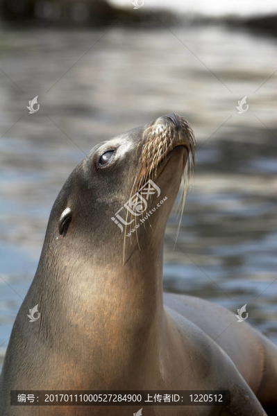港海豹