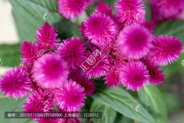 Celosia（雞冠花）