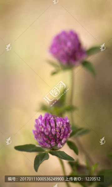 兩個(gè)小紫苜蓿
