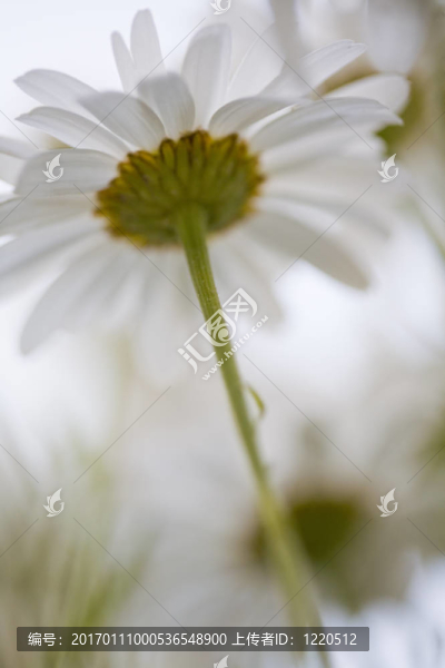 沙斯塔山雛菊