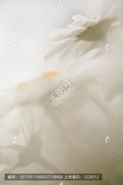 Shasta的雛菊