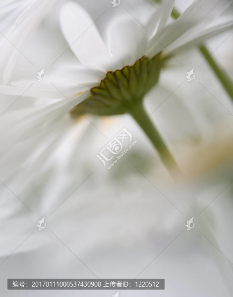 Shasta的雛菊