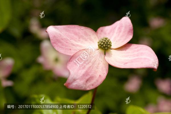 粉紅山茱萸