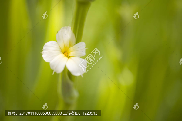 綠色背景上的白色小花