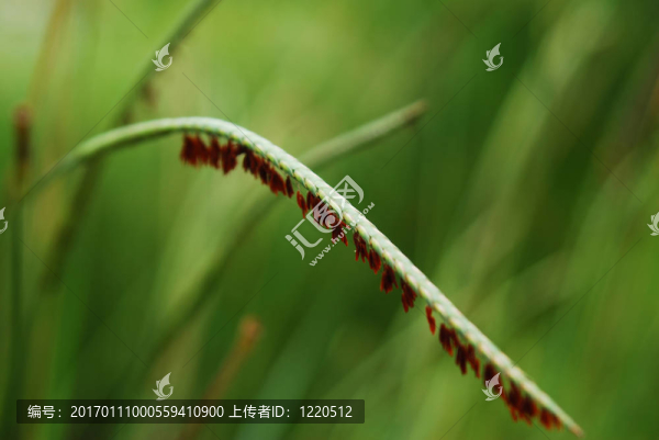 葉草