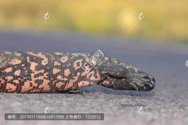 害羞的毒蜥