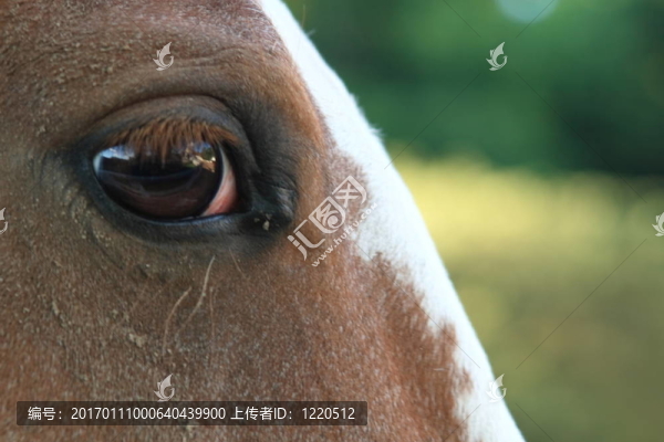 馬的精神