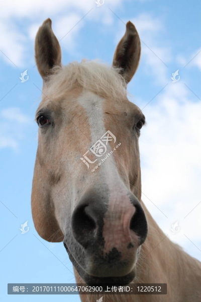 有趣的馬-匯圖網(wǎng) www.fosd68.com 有趣的馬