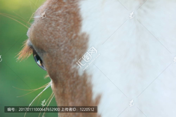 望馬