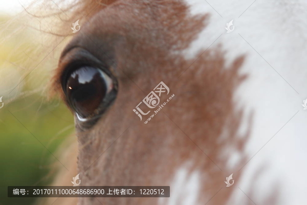 靈感的馬