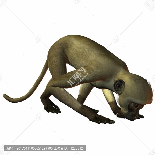 猴子