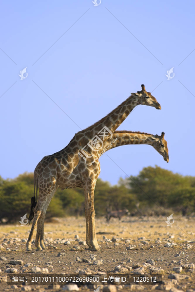 對(duì)長(zhǎng)頸鹿-匯圖網(wǎng) www.fosd68.com 對(duì)長(zhǎng)頸鹿