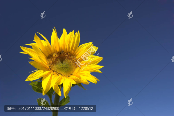 向日葵
