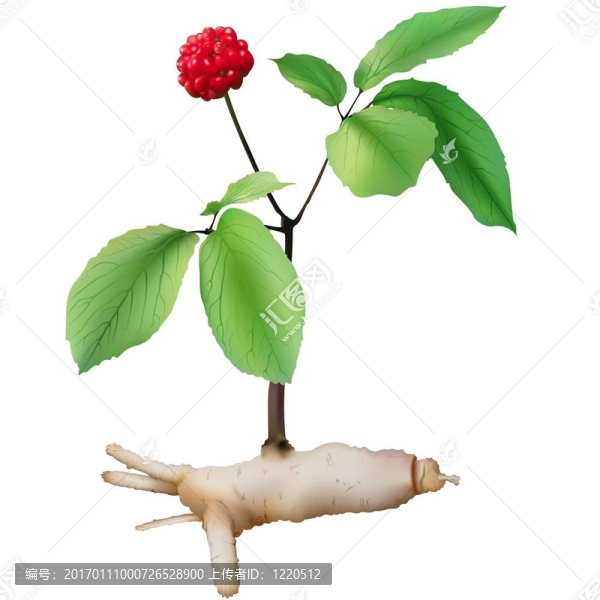 人參