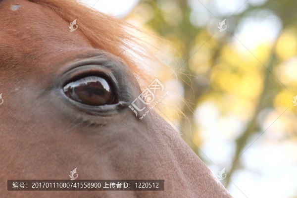 驕傲的馬