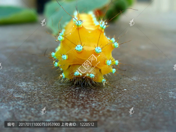 卡特彼勒