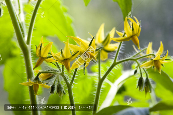 開花的西紅柿。