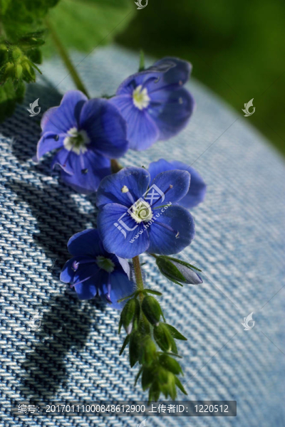 小深藍色的花
