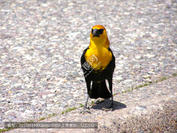 黃頭黑鳥（xanthocephalus,xanthocephalus）