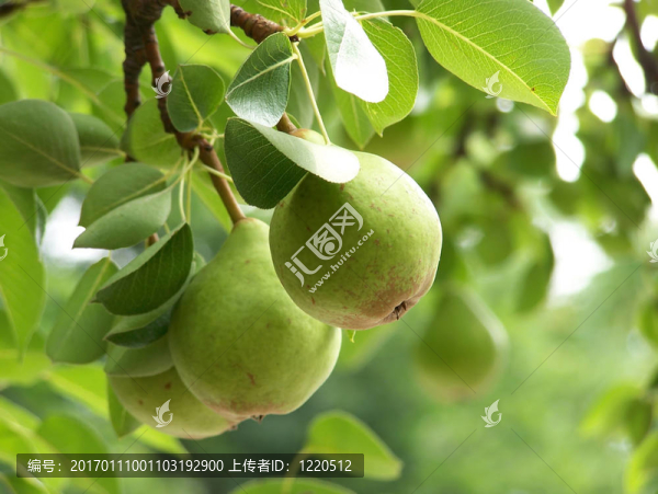 三個(gè)梨在一個(gè)樹枝上