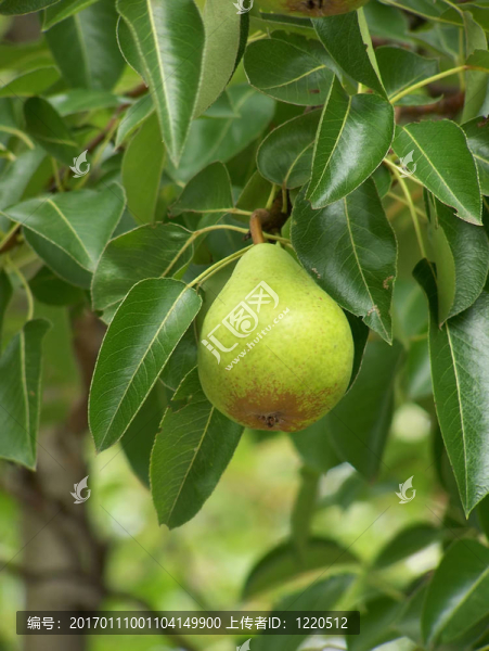 我挑的梨-匯圖網(wǎng) www.fosd68.com 我挑的梨