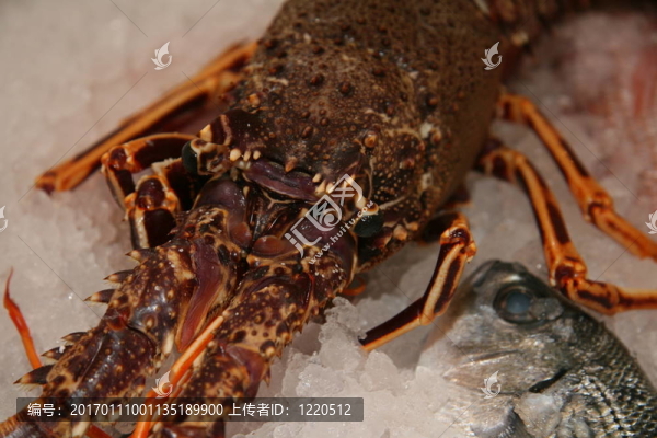 龍蝦在冰