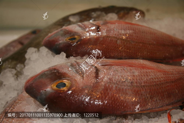 魚在冰