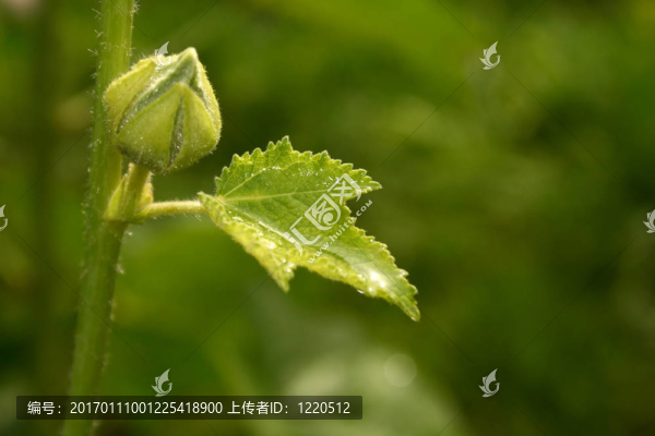 帶水滴離開