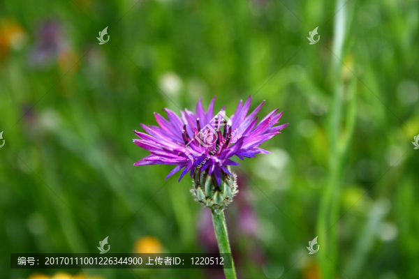紫羅蘭花
