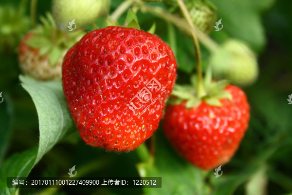 成熟的草莓