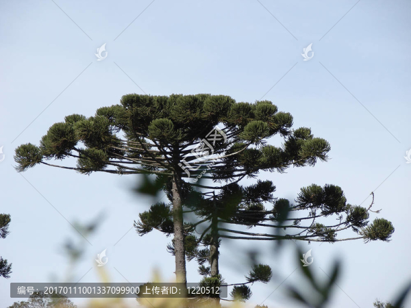 阿拉拉夸拉像松樹