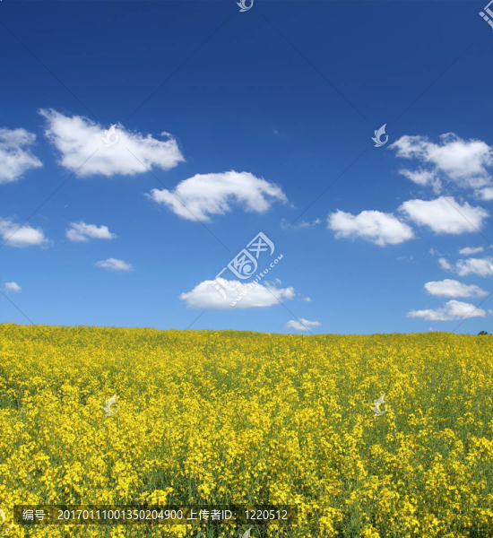 雙低油菜田