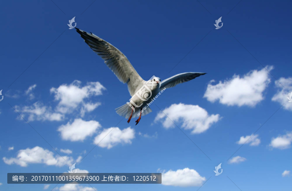 飛海鷗