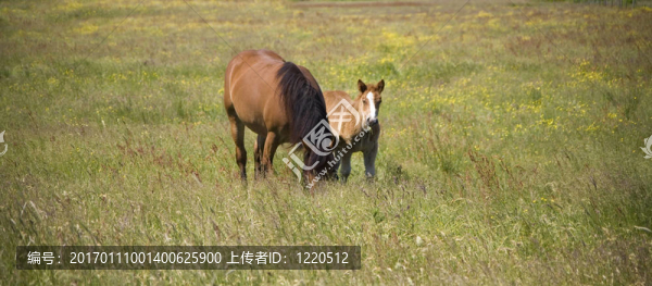 小馬