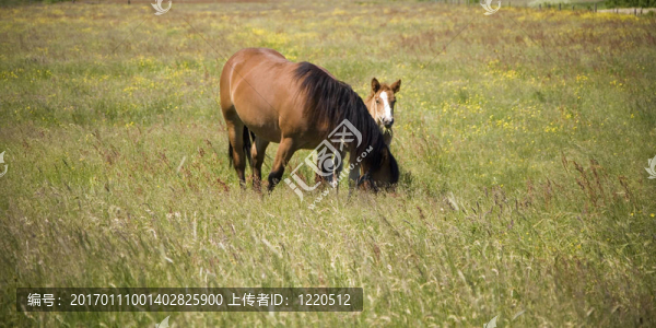 小馬